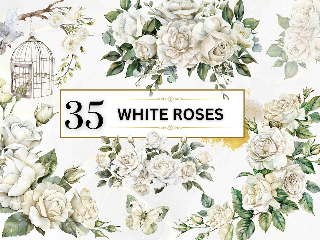 White Roses Clipart Watercolor Roses PNG White Floral Clipart Wedding ...