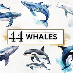 Ballena Clipart Acuarela Ballenas PNG, Bajo el mar PNG Lindos animales marinos Clipart Animales del océano PNG Clipart Vida marina, Beluga, Ocra, Jorobada