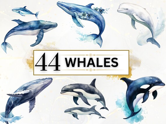 Whale Clipart Watercolor Whales PNG, Under The Sea PNG Cute Sea Animals Clipart Ocean Animals PNG Sea Life Clipart, Beluga, Ocra, Humpback