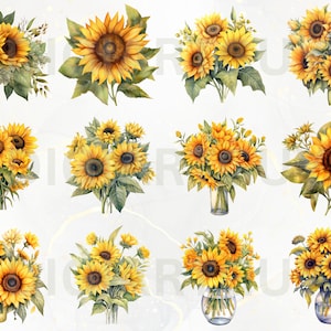 Aquarelle Tournesols Clipart - Bouquets floraux de tournesol d’automne, format PNG, téléchargement instantané pour un usage commercial, transparent, pas de fond