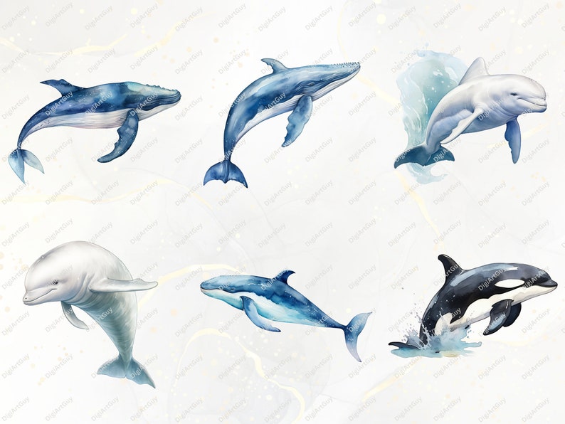 May include: Six watercolor illustrations of different types of whales and dolphins. The illustrations are on a white background with a subtle watercolor wash. The whales and dolphins are all in different poses, some are jumping out of the water, some are swimming, and some are just floating. The illustrations are all in shades of blue, white, and black.