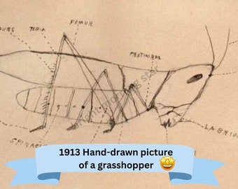 1913 hand drawn grasshopper picture for junk journals, scrapbooks, and projects