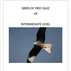 Op de afbeelding: Een quiz getiteld "Birds of Prey Quiz UK" met de tekst "Intermediate Level". De afbeelding toont een roofvogel in vlucht tegen een blauwe lucht. De vogel heeft bruine, witte en zwarte veren.