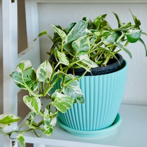 Puede incluir: Una planta de interior con hojas abigarradas verdes y blancas. La planta está en una maceta de cerámica azul claro, acanalada, con un platillo a juego. La planta es un potos, sobre una estantería blanca, contra una pared blanca.