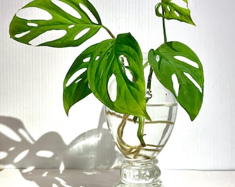Fully Rooted Monstera Adansonii Plant Cutting | Swiss Cheese Plant Vine - Live Indoor House Plant Propagation | Plant Gift for Gardeners