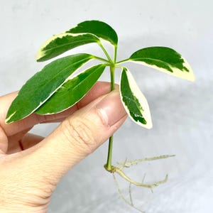 Live Fully Rooted Schefflera Arboricola Compacta Plant Cutting Variegated Dwarf Umbrella Tree Indoor