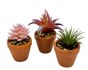 Succulent in flower pot