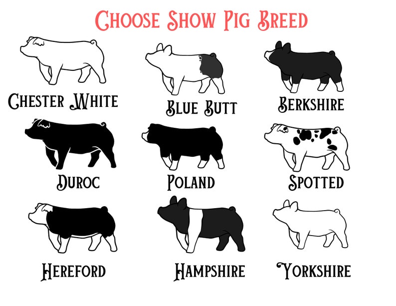 May include: Illustration of nine different pig breeds, including Chester White, Blue Butt, Berkshire, Duroc, Poland, Spotted, Hereford, Hampshire, and Yorkshire.