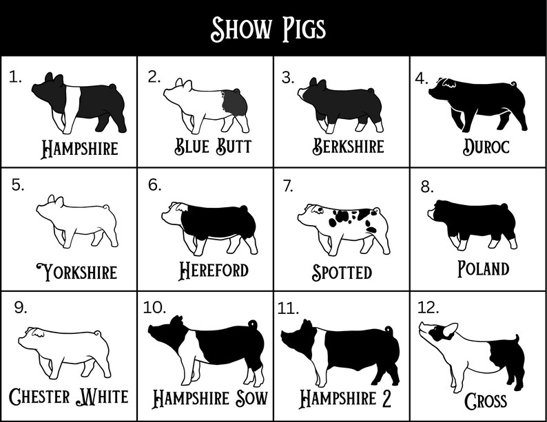 May include: A black and white illustration of 12 different pig breeds. Each breed is labeled with its name and a number. The breeds are: Hampshire, Blue Butt, Berkshire, Duroc, Yorkshire, Hereford, Spotted, Poland, Chester White, Hampshire Sow, Hampshire 2, and Gross.