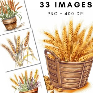 Weizen, Goldener Weizen, Ernte, Aquarell Weizen, Weizen PNG, kommerzielle Nutzung, Clip Art