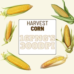 Corn, Harvest Corn, Clip Art, PNG, Commercial Use