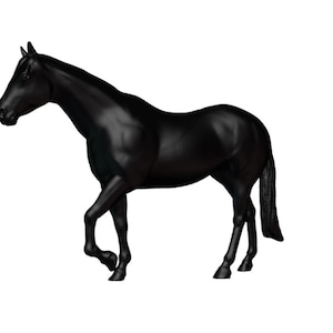 Op de afbeelding: Een zwart paard met een glanzende vacht loopt vooruit met zijn hoofd lichtjes naar beneden. Het paard is geïsoleerd tegen een witte achtergrond.