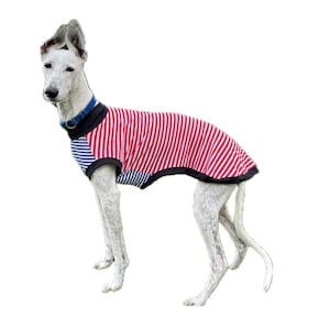 May include: A white dog wearing a red and black striped shirt. The shirt has a black collar and short sleeves.