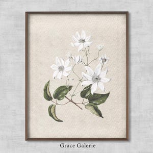 Vintage Botanical | Puawananga Clematis Vintage Flower | Antique Flower Nursery| French Country Wall Deco | PRINTABLE Digital Download
