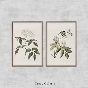 Op de afbeelding: Twee ingelijste botanische prenten. Eén toont een bloeiende plant met roze bloesems en groene bladeren. De andere prent toont een plant met groene bladeren en kleine witte bloemen. De lijsten zijn bruin, tegen een lichtgrijze achtergrond.