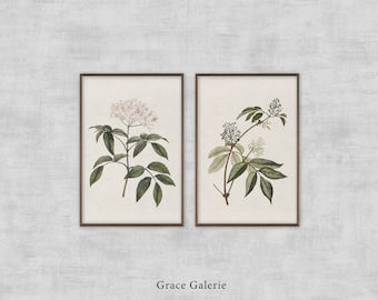 Vintage Botanik Galerie Wandkunst | 2er-Set | Holunderblütenzweig | Roter Holunder | DRUCKBARE Digital Download