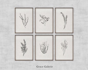 Gallery Set of 6 | Vintage Gallery Set | Vintage Botanical Sketch | Neutral Wall Art Branch | Farmhouse Decor | PRINTABLE Digital Download