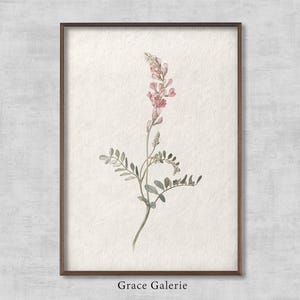 Vintage Botanical | Rustic Floral Art | Vintage Flower | Farmhouse Decor | Hedysarum Pabulare | Soft Deco | Printable Art