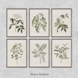 Vintage Botanical Gallery Wall Print | Set of 6 | Rustic Wall Decor PRINTABLE Digital