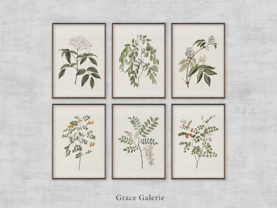 Vintage Botanical Gallery Wall Print | Set of 6 | Rustic Wall Decor PRINTABLE Digital