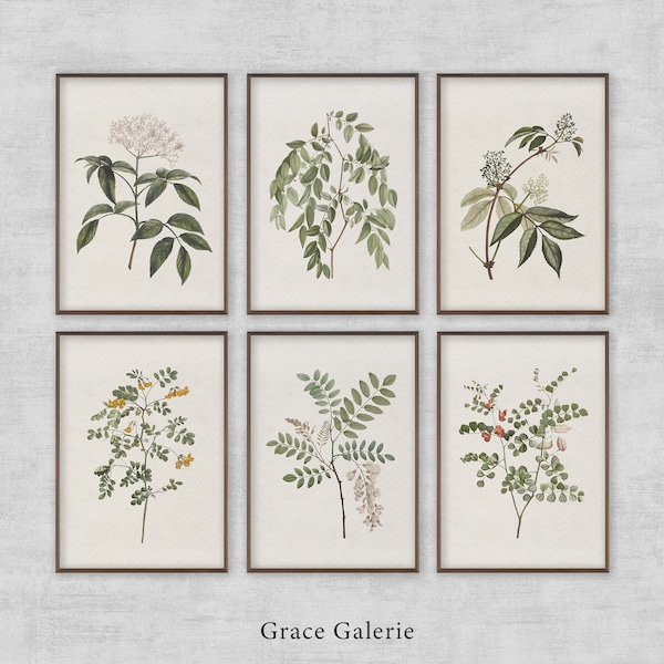 Vintage Botanical Gallery Wall Print | Set of 6 | Rustic Wall Decor PRINTABLE Digital