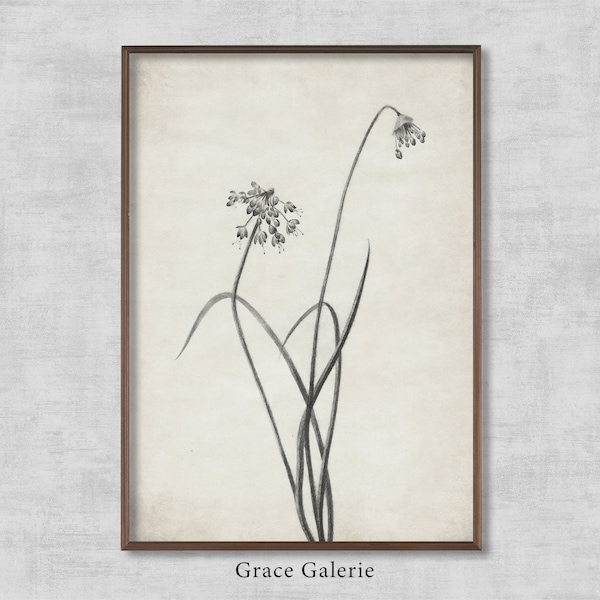 Nodding Onion | Vintage Painting | Antique Wall Deco | PRINTABLE Digital Download