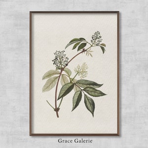 Red Elderberry | Vintage Painting | Antique Wall Deco | PRINTABLE Digital Download