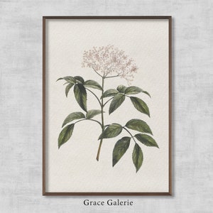 Elderberry Flowering Branch | Vintage Painting | Antique Wall Deco | PRINTABLE Digital Download