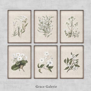 Gallery Set of 6 | Vintage Botanical Sketch | Antique Flower Nursery Print | French Country Wall Deco | PRINTABLE Digital Download