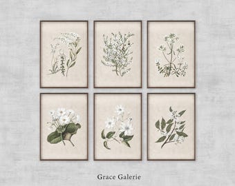 Gallery Set of 6 | Vintage Botanical Sketch | Antique Flower Nursery Print | French Country Wall Deco | PRINTABLE Digital Download