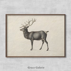 European Elk | Vintage Painting | Antique Wall Deco | Animal Art | PRINTABLE Digital Download