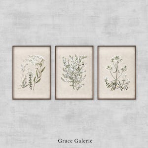 Gallery Set of 3 | Vintage Botanical Sketch | Antique Flower Nursery Print | French Country Wall Deco | PRINTABLE Digital Download
