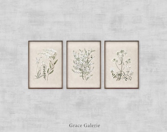 Gallery Set of 3 | Vintage Botanical Sketch | Antique Flower Nursery Print | French Country Wall Deco | PRINTABLE Digital Download