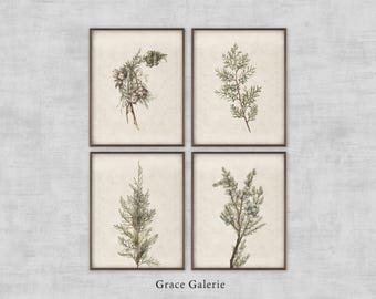 May include: Set of four botanical prints featuring illustrations of different types of evergreen foliage in shades of green and brown. The prints are framed in a simple brown frame and have a white background.