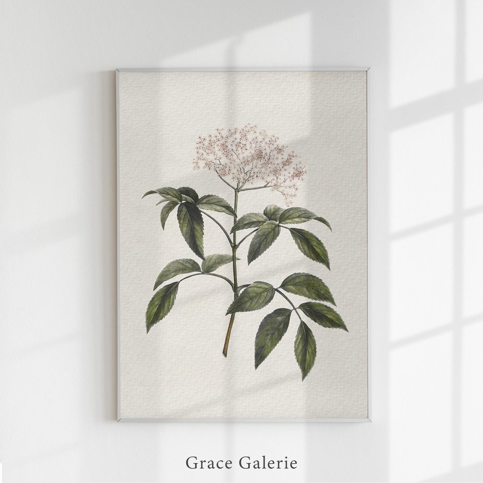 Vintage Botany Gallery Wall Art | Set of 2 | Elderberry Flowering ...