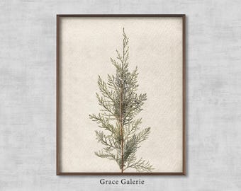 Ginepro invernale / Dipinto vintage / Decorazione murale festiva / Download digitale STAMPABILE