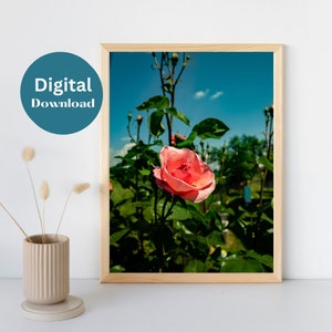 Rose Flower Wall Art - Printable Wall Art - Printable Wall Art For Flower Lover - Printable Wall Art Gift - Photography Wall Art - Wall Art