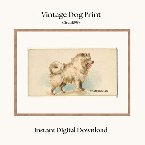 ポメラニアン犬 | 鉛筆画アートプリント | アーティスト G Tymon