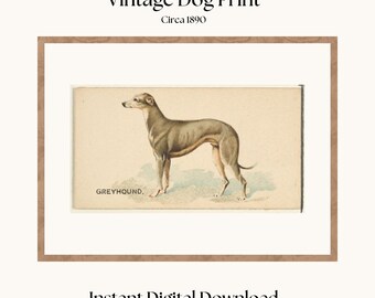 May include: Vintage illustration of a Greyhound dog, printed on a card with the word "GREYHOUND." printed below the image. The card is framed in a brown frame. The text "Vintage Dog Print Circa 1890" is printed above the image.