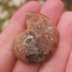 Ravissante AMMONITE de MADAGASCAR - pierre naturelle aux reflets arc-en-ciel