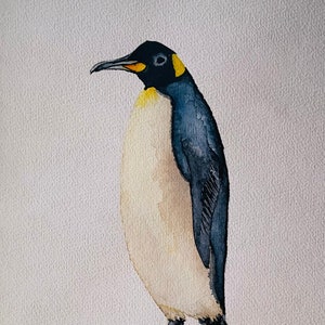Waterverf tekening van een pinguïn. Prachtige trotse pinguïn in vol ornaat. Van dit mooie dier heb ik maar één tekening gemaakt. Uniek!