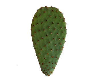 Red Bunny Ear Cactus Cutting, Bunny Ear Cactus, Cinnamon Bunny Ear Cactus, Opuntia microdasys rufida