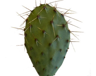 May include: A single green prickly pear cactus pad with many sharp spines.