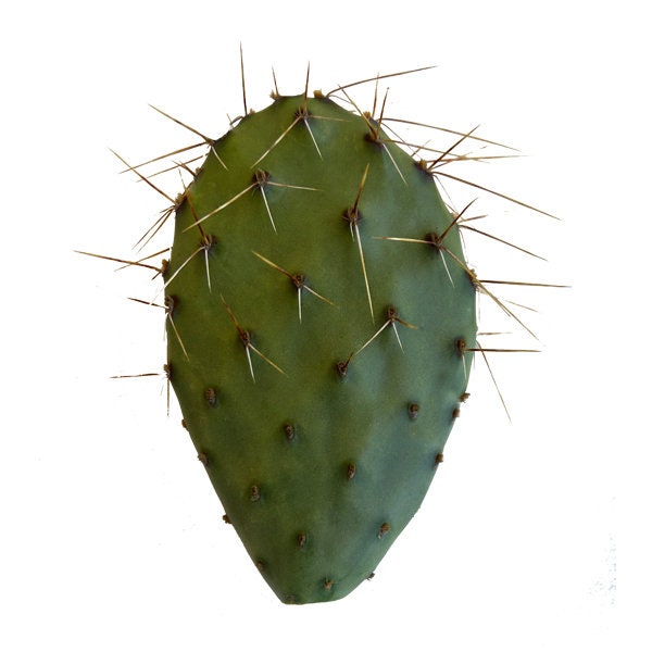 Western Prickly Pear Cactus Cutting, Prickly Pear Cactus, Prickly Pear, Opuntia x Occidentalis