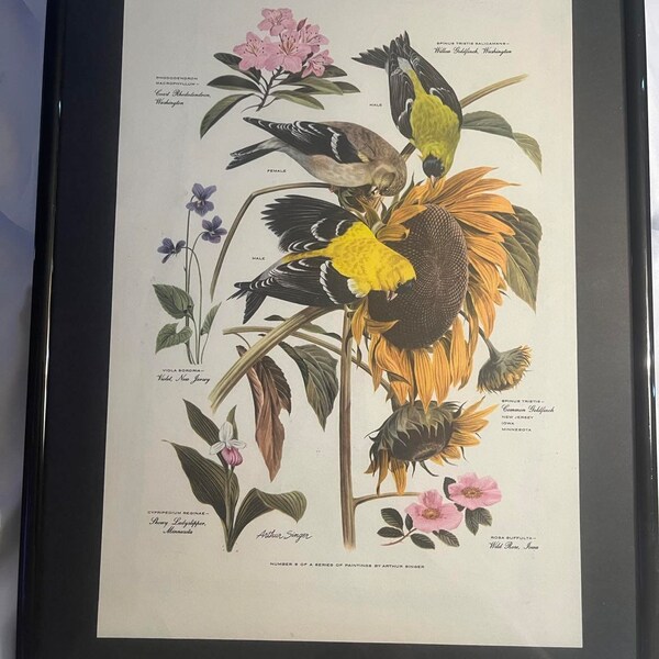 Vintage Arthur Singer Bird Print Number 6 of a Series birds and sunflower lithograph mid century modern bird and flower art