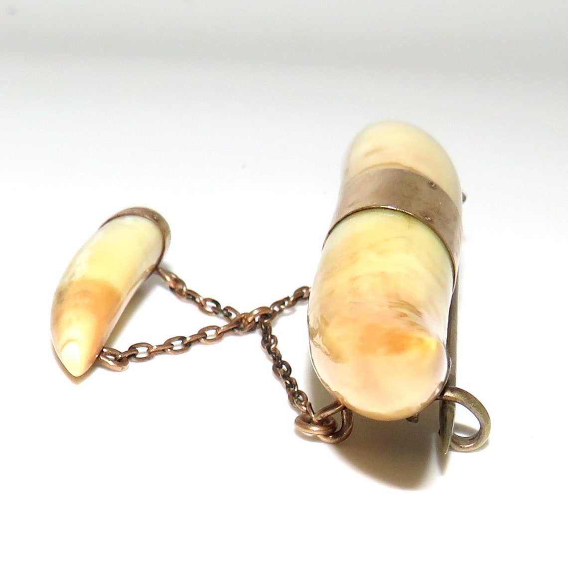 Small Tooth Pin Victorian Animal Tooth Pin With Two Large and One Small Tooth - Etsy