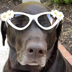Large Dog Sunglasses, Dog Sunglasses for social media, Dog flower sunglasses, Dog summer sunglasses, Dog accessory, Dog fashion, Boujee Dog