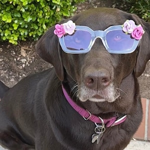 Large Dog Sunglasses, Dog Sunglasses for social media, Dog flower sunglasses, Dog summer sunglasses, Dog accessory, Dog fashion, Boujee Dog