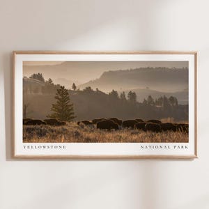 May include: A panoramic view of a herd of bison grazing in a grassy field at sunrise in Yellowstone National Park. The bison are silhouetted against the golden light of the rising sun, with a misty background of rolling hills and trees.