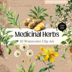 Könnte beinhalten: Aquarell-Clipart mit verschiedenen Heilkräutern, darunter Rosmarin, Ingwer und Löwenzahn. Das Bild hat eine Vintage-Ästhetik mit beigem Hintergrund und handgeschriebener Schrift. Der Text lautet "Medicinal Herbs" und "10 Watercolor Clip Art".